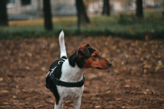 300 Most Popular Smooth Fox Terrier Dog Names
