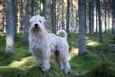 Most Popular Soft Coated Wheaten Terrier Dog Names
