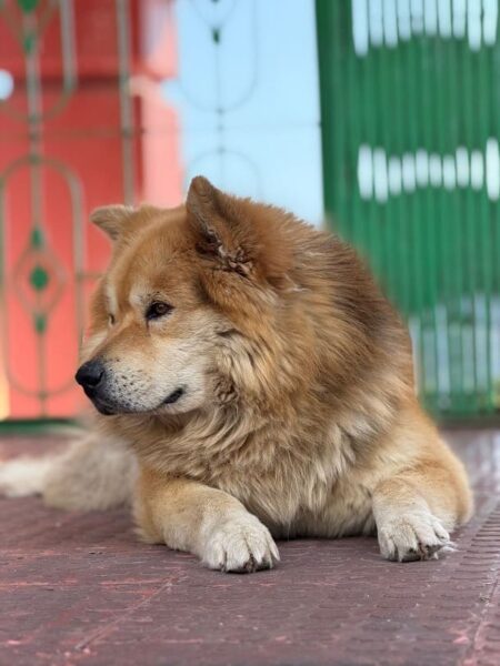 300 Most Popular Tibetan Mastiff Dog Names