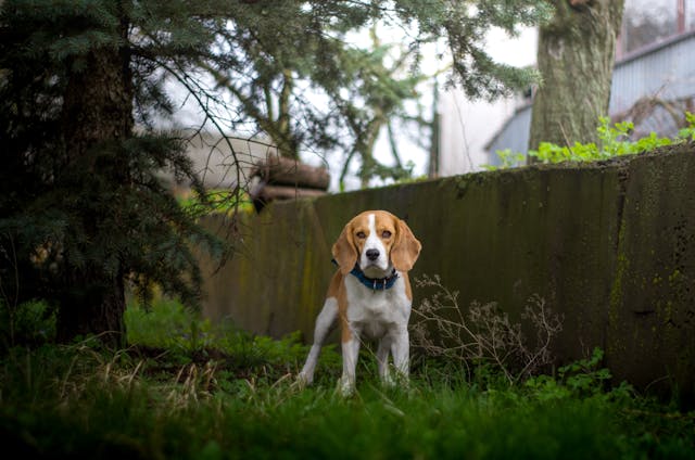 300 Most Popular Treeing Walker Coonhound Dog Names
