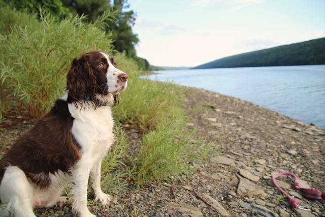 300 Most Popular Welsh Springer Spaniel Dog Names