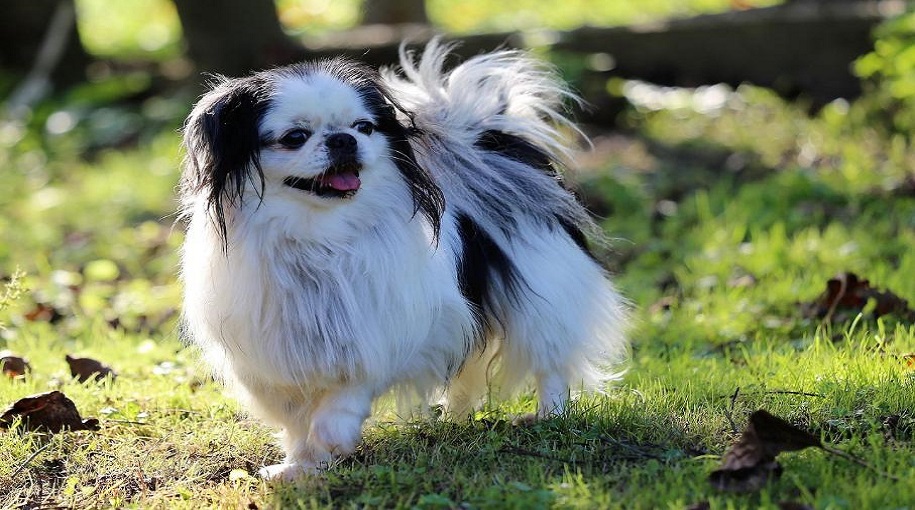 🐾 Japanese Chin Dog Names