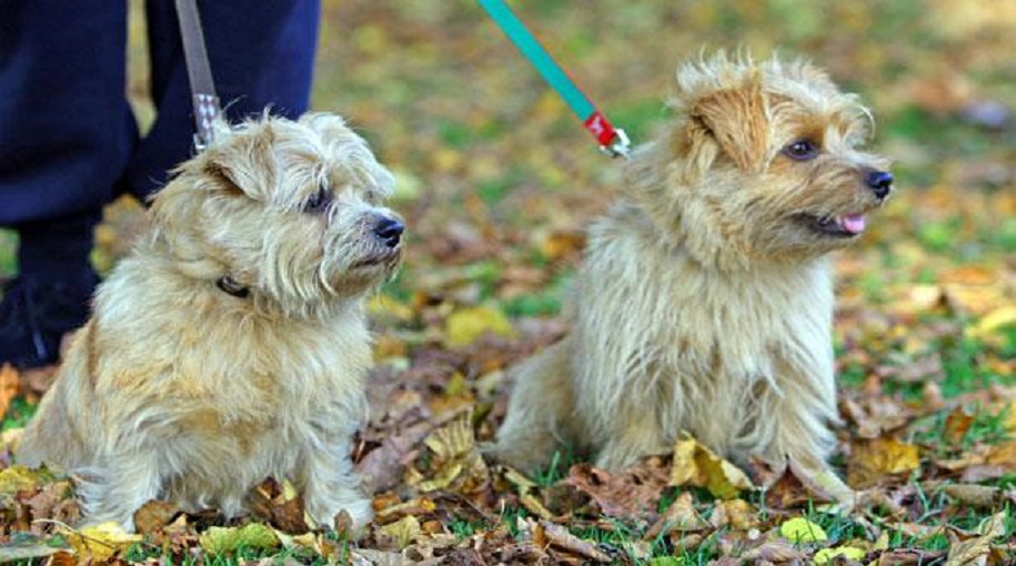 Most Popular Norfolk Terrier Dog Names