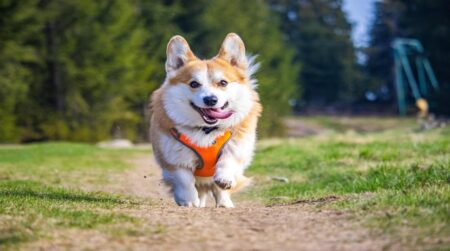 Most Popular Pembroke Welsh Corgi Dog Names