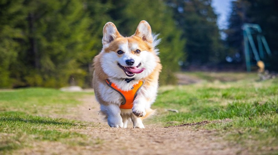 Most Popular Pembroke Welsh Corgi Dog Names