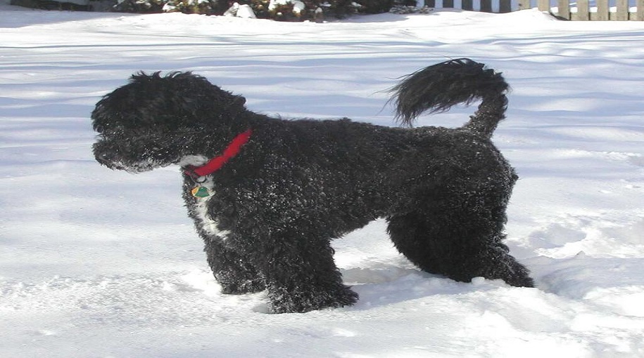 Most Popular Portuguese Water Dog Names