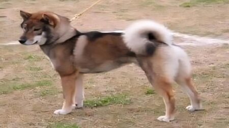 Most Popular Shikoku Dog Names