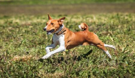300 Most Popular Basenji Dog Names
