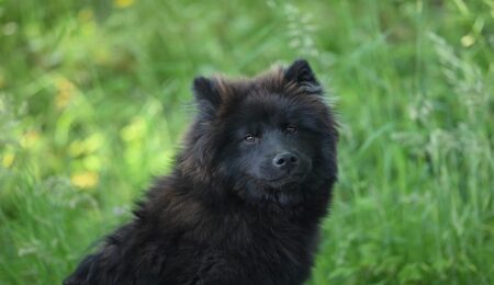 300 Popular Black Female Dog Names