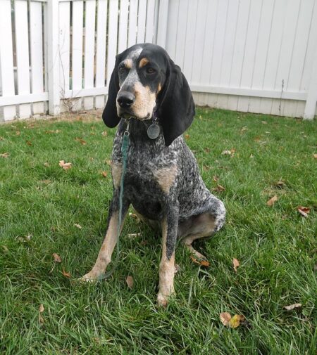 Bluetick Coonhound Dog Names