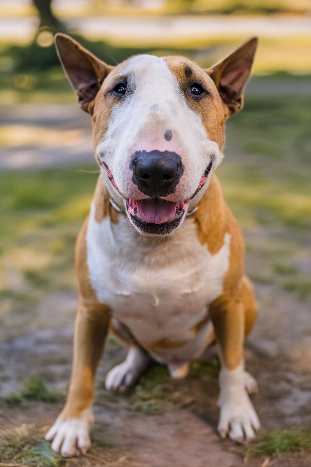 300 Popular Bull Terrier Dog Names