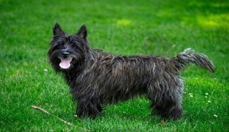 Most Popular Cairn Terrier Dog Names