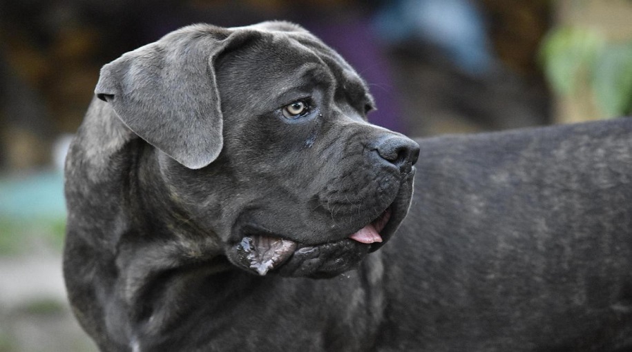 Most Popular Cane Corso Dog Names