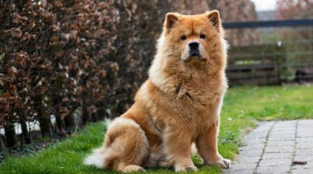 Most Popular Chow Chow Dog Names