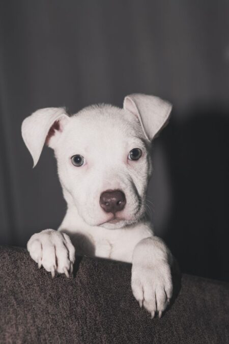 Most Popular Dogo Argentino Dog Names