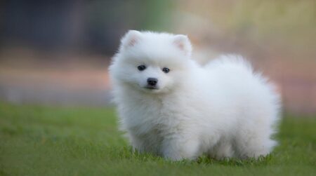 Most Popular Japanese Spitz Dog Names