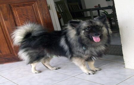 Most Popular Keeshond Dog Names