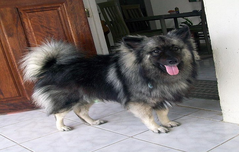 Most Popular Keeshond Dog Names