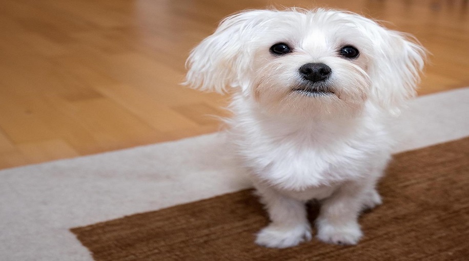 Most Popular Maltese Dog Names