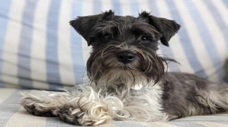 Most Popular Miniature Schnauzer Dog Names