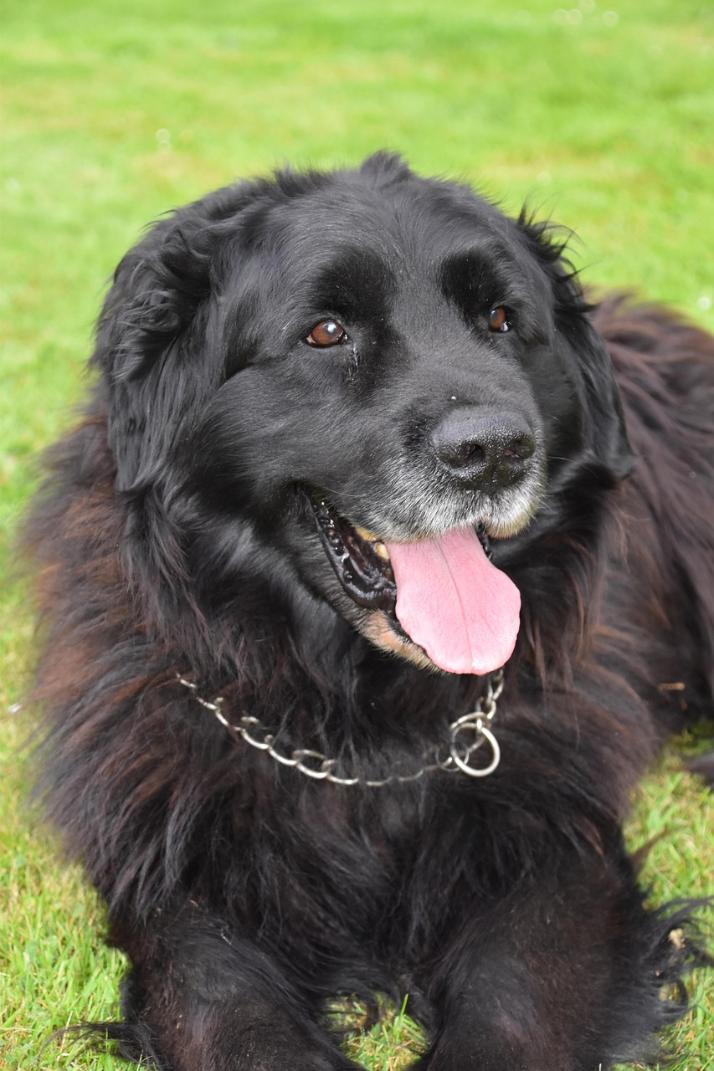 Most Popular Newfoundland Dog Names