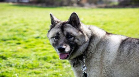 Most Popular Norwegian Elkhound Dog Names