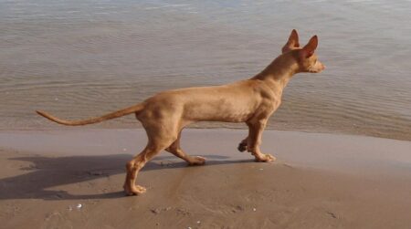 Most Popular Pharaoh Hound Dog Names