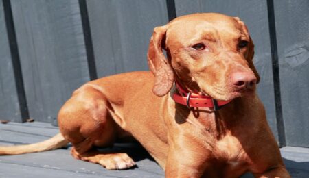 300 Most Popular Red Colored Dogs